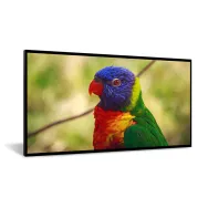 DynaScan LCD display DI651ST2 - 165 cm (65) class - 1920 x 1080 Full HD Dynascan - 1